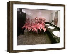 Caribbean Flamingos from Miami's Metrozoo Crowd into the Men's Bathroom-null-Framed Photographic Print