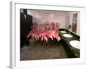 Caribbean Flamingos from Miami's Metrozoo Crowd into the Men's Bathroom-null-Framed Photographic Print