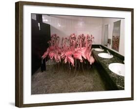 Caribbean Flamingos from Miami's Metrozoo Crowd into the Men's Bathroom-null-Framed Photographic Print