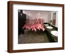 Caribbean Flamingos from Miami's Metrozoo Crowd into the Men's Bathroom-null-Framed Photographic Print