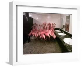 Caribbean Flamingos from Miami's Metrozoo Crowd into the Men's Bathroom-null-Framed Photographic Print