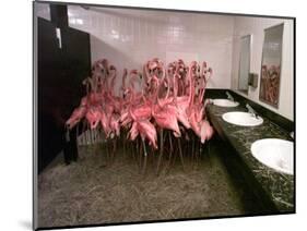 Caribbean Flamingos from Miami's Metrozoo Crowd into the Men's Bathroom-null-Mounted Photographic Print