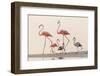 Caribbean flamingos walking, Yucatan Peninsula, Mexico-Claudio Contreras-Framed Photographic Print