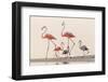 Caribbean flamingos walking, Yucatan Peninsula, Mexico-Claudio Contreras-Framed Photographic Print