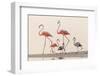 Caribbean flamingos walking, Yucatan Peninsula, Mexico-Claudio Contreras-Framed Photographic Print