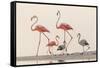 Caribbean flamingos walking, Yucatan Peninsula, Mexico-Claudio Contreras-Framed Stretched Canvas