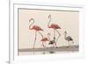 Caribbean flamingos walking, Yucatan Peninsula, Mexico-Claudio Contreras-Framed Photographic Print