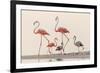 Caribbean flamingos walking, Yucatan Peninsula, Mexico-Claudio Contreras-Framed Photographic Print