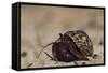 Caribbean Hermit Crab On, Half Moon Caye, Lighthouse Reef, Atoll, Belize-Pete Oxford-Framed Stretched Canvas