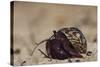 Caribbean Hermit Crab On, Half Moon Caye, Lighthouse Reef, Atoll, Belize-Pete Oxford-Stretched Canvas