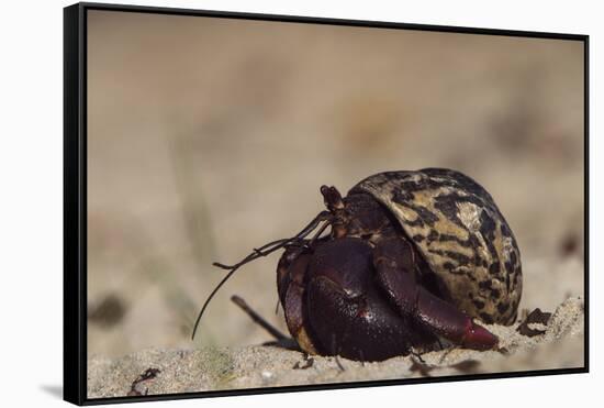 Caribbean Hermit Crab On, Half Moon Caye, Lighthouse Reef, Atoll, Belize-Pete Oxford-Framed Stretched Canvas