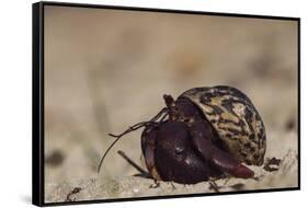 Caribbean Hermit Crab On, Half Moon Caye, Lighthouse Reef, Atoll, Belize-Pete Oxford-Framed Stretched Canvas