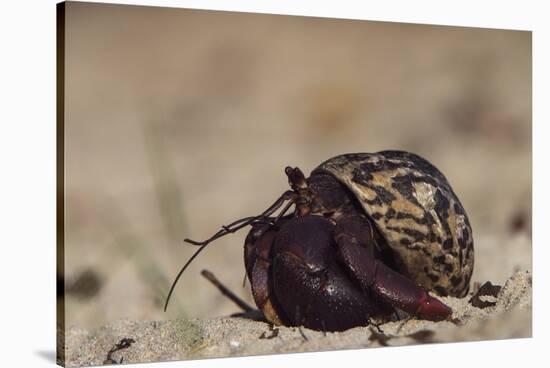 Caribbean Hermit Crab On, Half Moon Caye, Lighthouse Reef, Atoll, Belize-Pete Oxford-Stretched Canvas