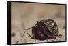 Caribbean Hermit Crab On, Half Moon Caye, Lighthouse Reef, Atoll, Belize-Pete Oxford-Framed Stretched Canvas