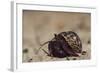 Caribbean Hermit Crab On, Half Moon Caye, Lighthouse Reef, Atoll, Belize-Pete Oxford-Framed Photographic Print