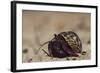 Caribbean Hermit Crab On, Half Moon Caye, Lighthouse Reef, Atoll, Belize-Pete Oxford-Framed Photographic Print