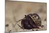 Caribbean Hermit Crab On, Half Moon Caye, Lighthouse Reef, Atoll, Belize-Pete Oxford-Mounted Photographic Print