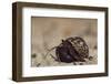 Caribbean Hermit Crab On, Half Moon Caye, Lighthouse Reef, Atoll, Belize-Pete Oxford-Framed Photographic Print