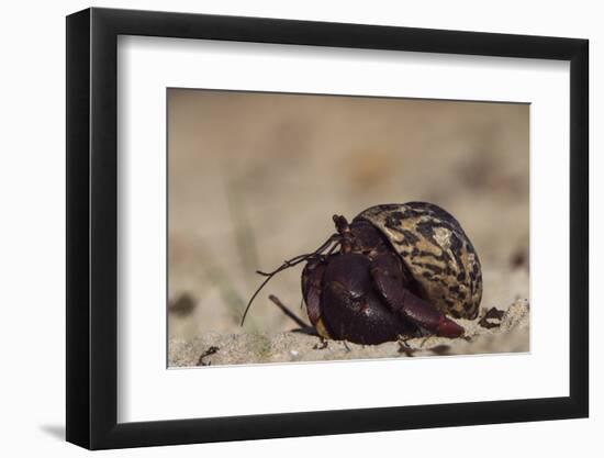 Caribbean Hermit Crab On, Half Moon Caye, Lighthouse Reef, Atoll, Belize-Pete Oxford-Framed Photographic Print