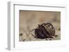 Caribbean Hermit Crab On, Half Moon Caye, Lighthouse Reef, Atoll, Belize-Pete Oxford-Framed Photographic Print