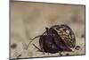 Caribbean Hermit Crab On, Half Moon Caye, Lighthouse Reef, Atoll, Belize-Pete Oxford-Mounted Photographic Print