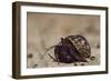 Caribbean Hermit Crab On, Half Moon Caye, Lighthouse Reef, Atoll, Belize-Pete Oxford-Framed Photographic Print