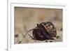 Caribbean Hermit Crab On, Half Moon Caye, Lighthouse Reef, Atoll, Belize-Pete Oxford-Framed Photographic Print