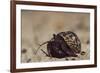 Caribbean Hermit Crab On, Half Moon Caye, Lighthouse Reef, Atoll, Belize-Pete Oxford-Framed Photographic Print