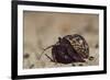 Caribbean Hermit Crab On, Half Moon Caye, Lighthouse Reef, Atoll, Belize-Pete Oxford-Framed Photographic Print