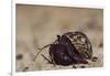 Caribbean Hermit Crab On, Half Moon Caye, Lighthouse Reef, Atoll, Belize-Pete Oxford-Framed Photographic Print