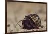 Caribbean Hermit Crab On, Half Moon Caye, Lighthouse Reef, Atoll, Belize-Pete Oxford-Framed Photographic Print