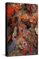 Caribbean Lobster in Coral Wall, Dominica, West Indies, Caribbean, Central America-Lisa Collins-Stretched Canvas