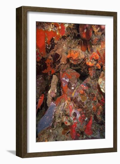 Caribbean Lobster in Coral Wall, Dominica, West Indies, Caribbean, Central America-Lisa Collins-Framed Photographic Print