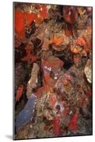 Caribbean Lobster in Coral Wall, Dominica, West Indies, Caribbean, Central America-Lisa Collins-Mounted Photographic Print