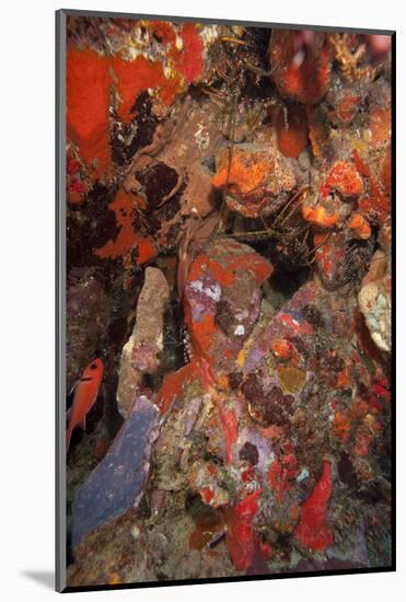 Caribbean Lobster in Coral Wall, Dominica, West Indies, Caribbean, Central America-Lisa Collins-Mounted Photographic Print