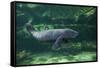 Caribbean manatee or West Indian manatee baby, captive, Beauval Zoo, France-Eric Baccega-Framed Stretched Canvas