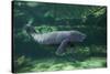 Caribbean manatee or West Indian manatee baby, captive, Beauval Zoo, France-Eric Baccega-Stretched Canvas