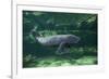 Caribbean manatee or West Indian manatee baby, captive, Beauval Zoo, France-Eric Baccega-Framed Photographic Print