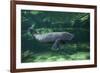 Caribbean manatee or West Indian manatee baby, captive, Beauval Zoo, France-Eric Baccega-Framed Photographic Print