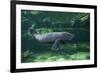 Caribbean manatee or West Indian manatee baby, captive, Beauval Zoo, France-Eric Baccega-Framed Photographic Print