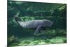 Caribbean manatee or West Indian manatee baby, captive, Beauval Zoo, France-Eric Baccega-Mounted Photographic Print