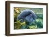 Caribbean manatee or West Indian manatee mother with baby, captive, Beauval Zoo, France-Eric Baccega-Framed Photographic Print