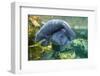 Caribbean manatee or West Indian manatee mother with baby, captive, Beauval Zoo, France-Eric Baccega-Framed Photographic Print