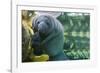 Caribbean manatee or West Indian manatee mother with baby, captive, Beauval Zoo, France-Eric Baccega-Framed Photographic Print