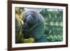 Caribbean manatee or West Indian manatee mother with baby, captive, Beauval Zoo, France-Eric Baccega-Framed Photographic Print