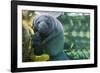 Caribbean manatee or West Indian manatee mother with baby, captive, Beauval Zoo, France-Eric Baccega-Framed Photographic Print