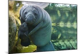 Caribbean manatee or West Indian manatee mother with baby, captive, Beauval Zoo, France-Eric Baccega-Mounted Photographic Print