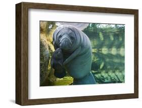 Caribbean manatee or West Indian manatee mother with baby, captive, Beauval Zoo, France-Eric Baccega-Framed Photographic Print