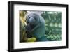 Caribbean manatee or West Indian manatee mother with baby, captive, Beauval Zoo, France-Eric Baccega-Framed Photographic Print