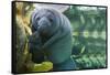 Caribbean manatee or West Indian manatee mother with baby, captive, Beauval Zoo, France-Eric Baccega-Framed Stretched Canvas